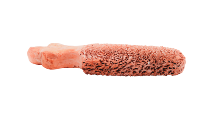 Close up of human bone displaying porous trabecular and dense cortical