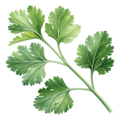 Fresh green cilantro herb leaves isolated on black background