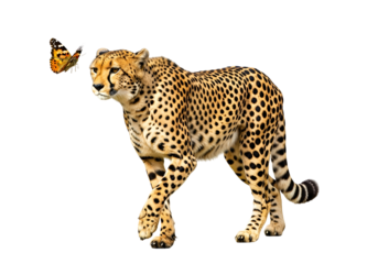 A cheetah in motion, against a black backdrop, with a butterfly in the foreground, presents a captivating wildlife image.