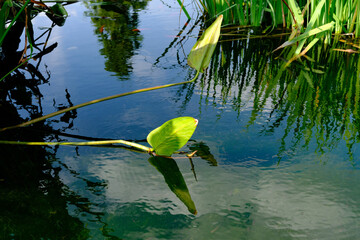 Biblioteca degli Alberi, modern park at Porta Nuova in Milan, Italy