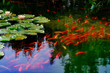 Biblioteca degli Alberi, modern park at Porta Nuova in Milan, Italy. Water lilies and goldfishes