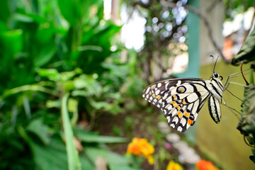 Red Pierrot butterfly perching in the garden, India.