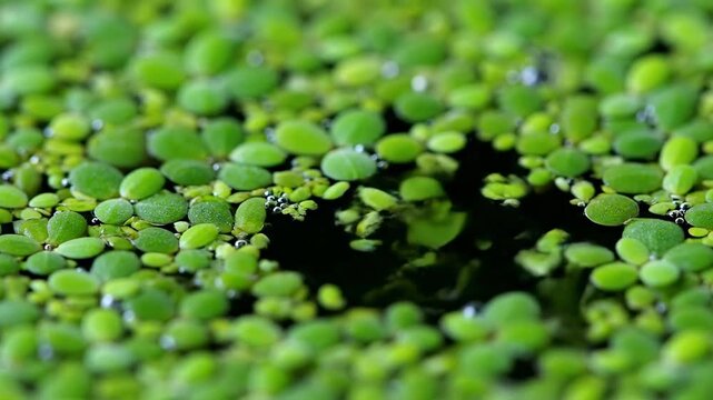 Vibrant Green Duckweed on Dark Water - Close-up view of vibrant green duckweed plants densely covering a dark water surface. Small air bubbles are visible among the leaves.