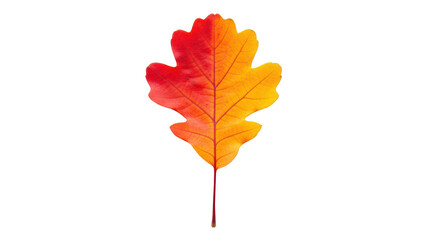 Isolated autumn oak leaf with red-yellow gradient, fall foliage transitioning colors, beautiful
