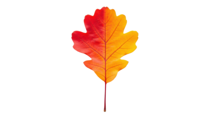 Isolated autumn oak leaf with red-yellow gradient, fall foliage transitioning colors, beautiful