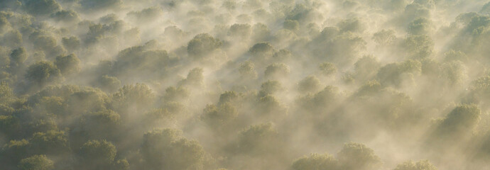 Holm oak (Quercus ilex) pasture in the Campo de Salamanca region. Campo Charro, Salamanca province,...