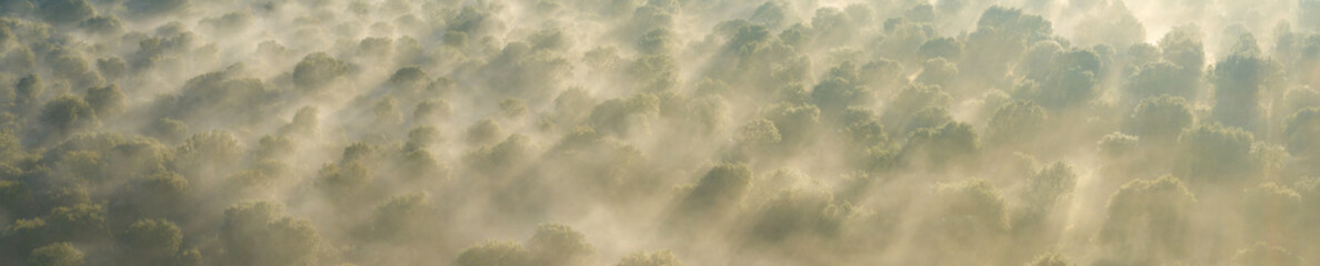 Holm oak (Quercus ilex) pasture in the Campo de Salamanca region. Campo Charro, Salamanca province,...