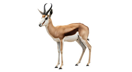 Isolated Springbok antelope standing, South African mammal, wildlife, natural habitat