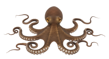 Isolated Octopus with Curling Tentacles Overhead on Plain Backdrop, Wildlife and Sea Life