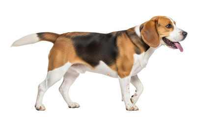 Isolated Beagle dog posing, standing and walking, looking to the right, panting