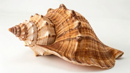 seashell isolated on white