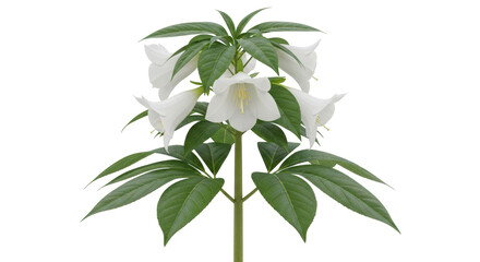 Isolated flower of Campanula takesimana, Korean bellflower, with trumpet-shaped white bloom