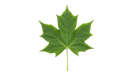 Isolated Green Maple Leaf in Summer, Acer Tree Foliage, Natural Autumn Season, Forest
