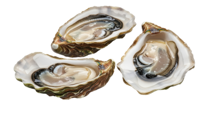 Isolated trio of fresh open raw oysters on shells ready to eat, seafood appetizer dish