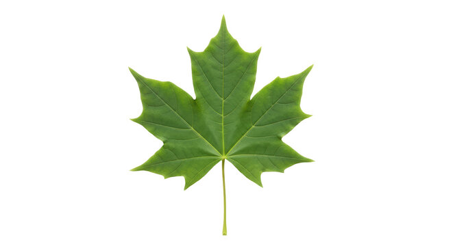 Isolated Green Maple Leaf in Summer, Acer Tree Foliage, Natural Autumn Season, Forest