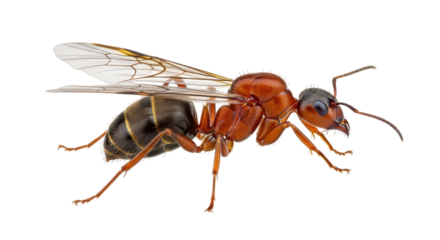 Isolated Queen ant, beautiful insect with wings on a neutral backdrop – macro detail shot