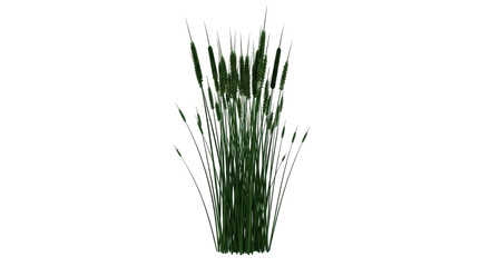 Isolated cattails plant, a perennial marshland reed, with a fuzzy brown spike. Natural design