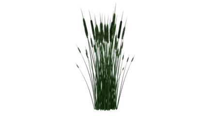 Isolated cattails plant, a perennial marshland reed, with a fuzzy brown spike. Natural design