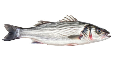 Isolated sea bass fish, a popular food source, showing scales and fins against an uncolored space