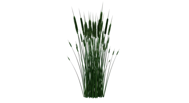 Isolated cattails plant, a perennial marshland reed, with a fuzzy brown spike. Natural design