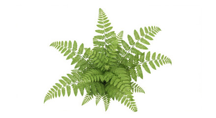 Isolated fern plant with beautiful green leaves, a botanical evergreen flora with fronds
