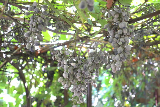A diseased and ruined grape crop hangs on the vine. The fruit is infected with fungus, making it inedible. A close-up of a damaged and spoiled summer harvest in a vineyard.