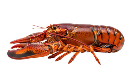Isolated lobster still life, sea food, fresh crustacean, delicious dinner, edible