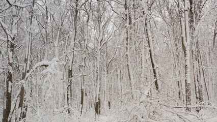 Snow covering trees in beautiful winter forest