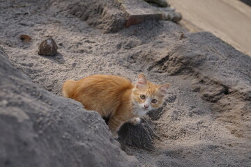 Adorable stray ginger kitten with wide, curious eyes sits on a sandy hill looking directly at the camera