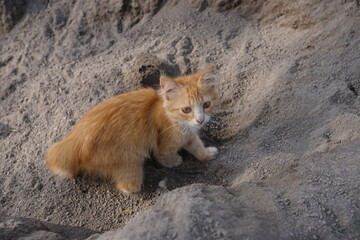 Adorable orange kitten exploring the sandy terrain, looking curious and playful in natural sunlight