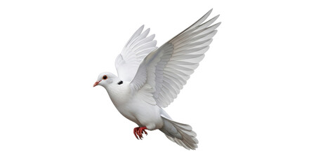 Fototapeta premium Isolated graceful dove in flight, flapping its wings, pure bird, elegance and freedom symbol