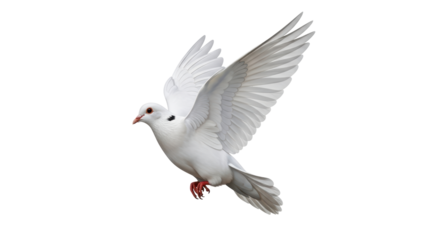 Isolated graceful dove in flight, flapping its wings, pure bird, elegance and freedom symbol