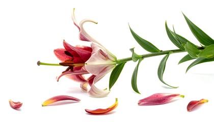 A vibrant, fallen lily on white