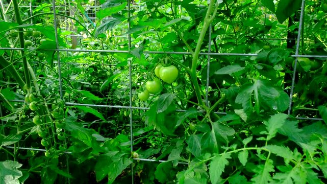 Close up of of bunch of unripe cherry tomatoes and moving camera away revealing more varieties of plants growing next to trellis. Soil is covered with straw to keep moist in and prevent some weeds fro