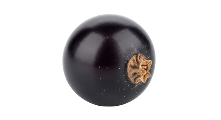 Isolated blackcurrant fruit, a single shiny currant with a brown stem end, fresh berry