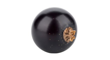 Isolated blackcurrant fruit, a single shiny currant with a brown stem end, fresh berry