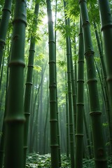 Fototapeta premium Lush green bamboo forest with sunlight filtering through the tall stalks