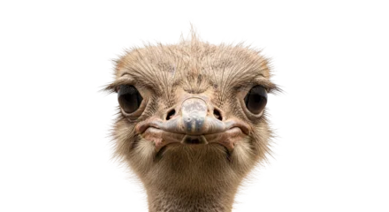 Fototapete Strauß Isolated ostrich headshot with inquisitive expression, front facing animal portrait, funny face  © Andrei