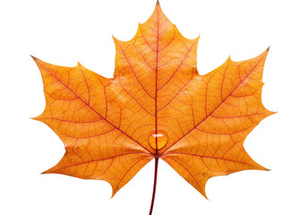 Isolated vibrant golden autumn maple leaf with water droplet, seasonal nature close-up