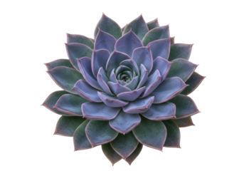 Isolated Echeveria succulent plant, rosette shape, purple and green colors, beautiful details