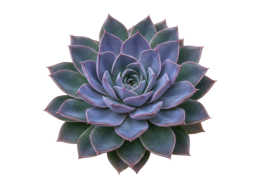 Isolated Echeveria succulent plant, rosette shape, purple and green colors, beautiful details