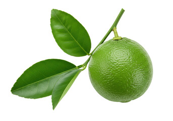 Isolated green lime hanging on a branch with leaves, natural food for cooking, juicy citrus