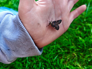 Child gently holds a large moth on an outstretched hand in a grassy field during daylight hours