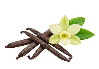 Isolated vanilla pods and vanilla flower with leaf for flavoring food, fragrance and aroma