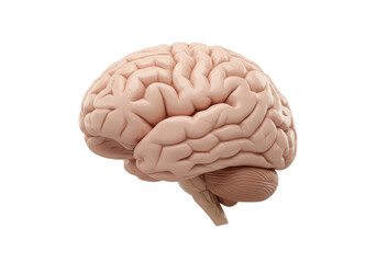 Isolated Human Brain, Anatomical Cerebral Organ, Medical Cerebrum Anatomy, Neural System Study