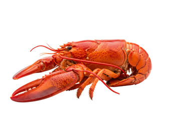Isolated red cooked lobster on a plain backdrop, a seafood delicacy for eating and cooking