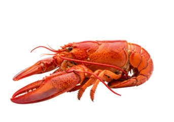 Isolated red cooked lobster on a plain backdrop, a seafood delicacy for eating and cooking