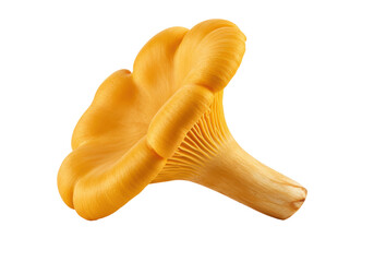 Isolated chanterelle mushroom, raw food ingredient for fine dining and healthy recipes © Luke