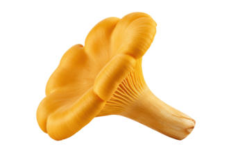Isolated chanterelle mushroom, raw food ingredient for fine dining and healthy recipes