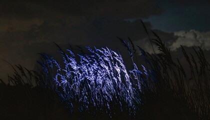 Illuminated Grasses at Night A Mystical Landscape of Nature's Beauty Under Dark Skies